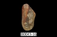 藏品(雲雀殼菜蛤)的圖片